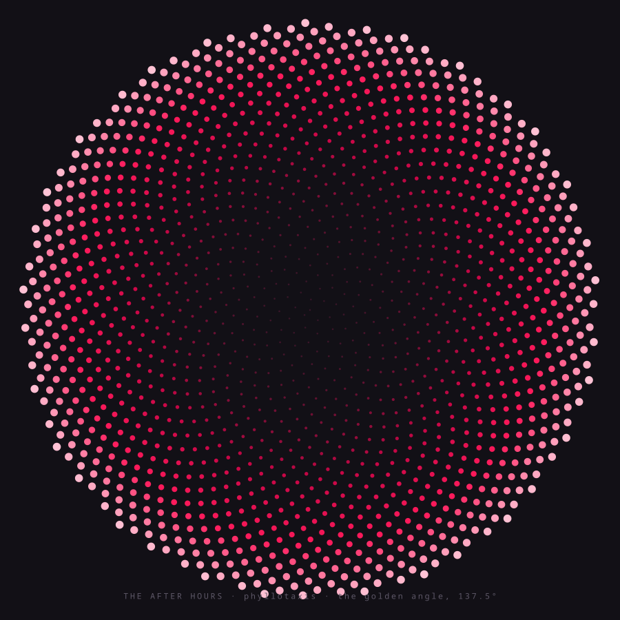Phyllotaxis — a sunflower seed spiral in plum-to-rose on near-black